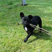 Fransk bulldog Ludwig