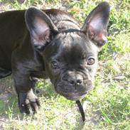 Fransk bulldog Ludwig