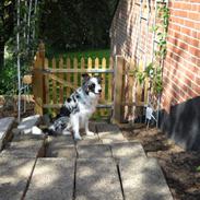 Australian shepherd Laika.