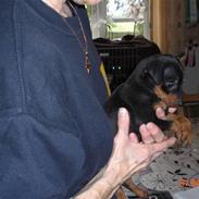 Dvaergpinscher Cookie - Vedhauge Malou