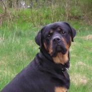 Rottweiler Athos