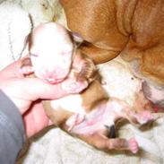 Staffordshire bull terrier Nitro