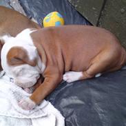 Staffordshire bull terrier Nitro