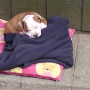 Staffordshire bull terrier Nitro