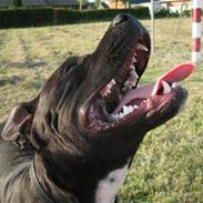 Blanding af racer Amstaff/Staffy - Marley