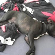 Blanding af racer Amstaff/Staffy - Marley