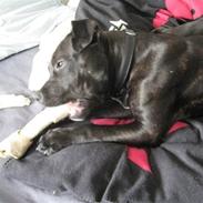 Blanding af racer Amstaff/Staffy - Marley