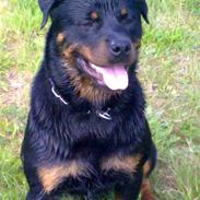 Rottweiler Vom Hause Lunas Extreme