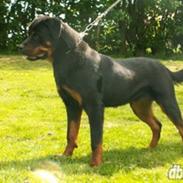 Rottweiler Vom Hause Lunas Extreme