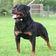 Rottweiler Vom Hause Lunas Extreme