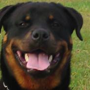 Rottweiler Vom Hause Lunas Extreme