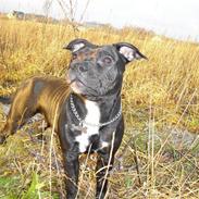 Staffordshire bull terrier Divah <3