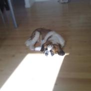 Sankt bernhardshund Basse