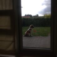 Sankt bernhardshund Basse