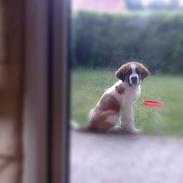 Sankt bernhardshund Basse
