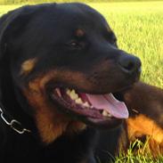 Rottweiler Vom Hause Lunas Extreme
