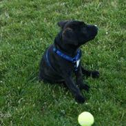 Blanding af racer Koda