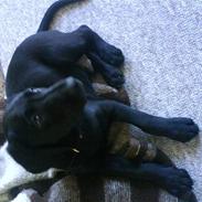 Blanding af racer Vaps solgt 