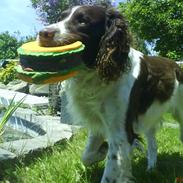 Field spaniel basse