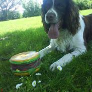 Field spaniel basse