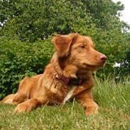 Nova scotia duck tolling retriever Maggie