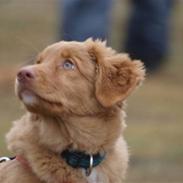 Nova scotia duck tolling retriever Maggie