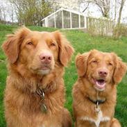 Nova scotia duck tolling retriever Maggie