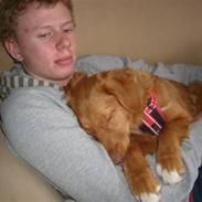 Nova scotia duck tolling retriever Maggie