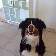 Berner sennenhund Nala