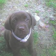 Labrador retriever Wilma