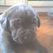 Labrador retriever Wilma