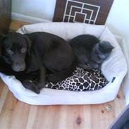 Labrador retriever Wilma