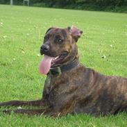 Blanding af racer Lufa