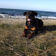 Rottweiler Rinkenæs' Luna