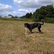 Rottweiler Rinkenæs' Luna