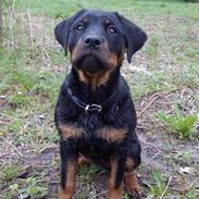 Rottweiler Rinkenæs' Luna