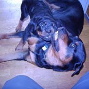 Rottweiler Rinkenæs' Luna