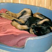 Rottweiler Rinkenæs' Luna