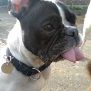 Fransk bulldog Gizmo † 2011
