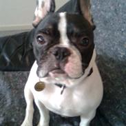 Fransk bulldog Gizmo † 2011