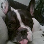 Fransk bulldog Gizmo † 2011