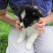 Papillon Oddenvejen.DK's Justin