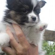 Papillon Oddenvejen.DK's Justin