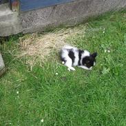 Papillon Oddenvejen.DK's Justin