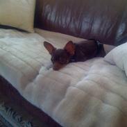 Russisk toy terrier Ludwig