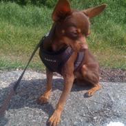 Russisk toy terrier Ludwig