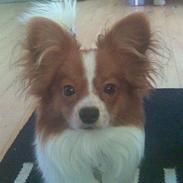 Papillon snubbi