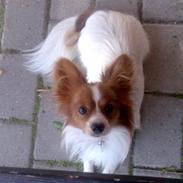 Papillon snubbi
