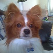 Papillon snubbi
