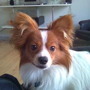 Papillon snubbi